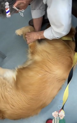昼寝をする犬