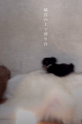 ハスキーのお腹に乗って…