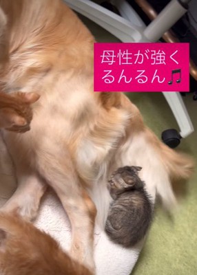 ゴールデンレトリバーのどるちゃん！！
