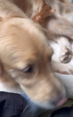 子猫の育児はベテラン級♪