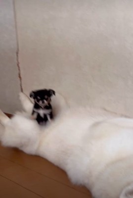 チワワさんが乗っているのは…