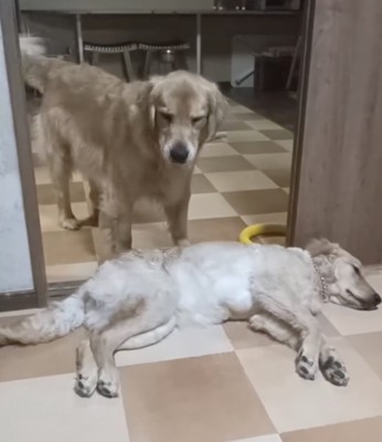 お姉ちゃんをフル無視…
