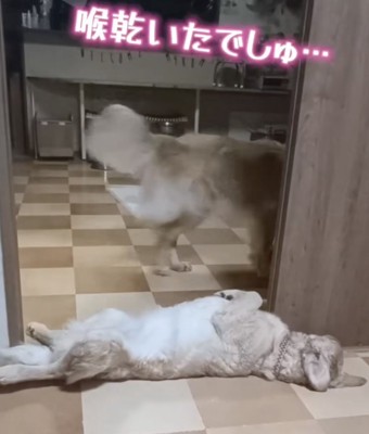 小豆ちゃん、後ろにある水飲み場へ