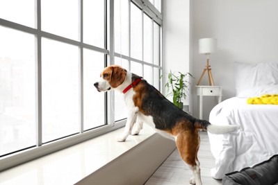 身を乗り出して窓の外を見る犬