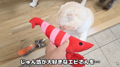 4匹からのプレゼントのようです♪