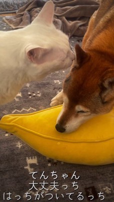 今度ははっちちゃんが支える