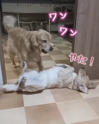 絶対に動かないという強い意志