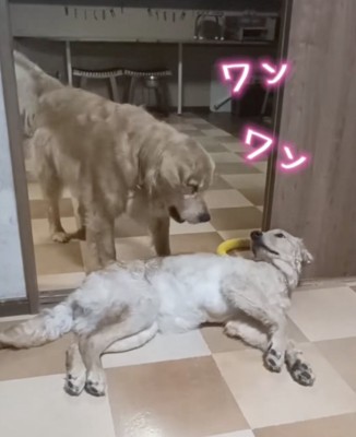 一瞬頭を上げたおはぎちゃん
