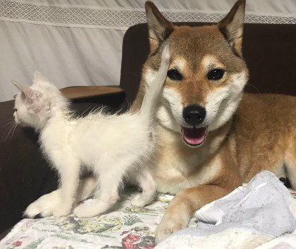 夜中に保護した子猫を…