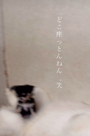 ハスキーの股の上！！