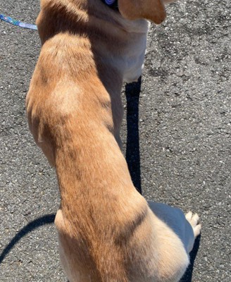 ガリガリだった保護犬