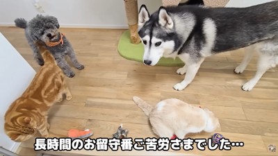 茶太郎くんも来てくれて、4匹が集合♡