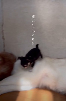 のびのびと遊びまわる♪