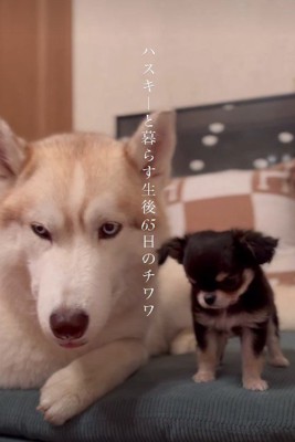 新しい家族は極小犬！！