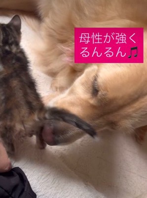 子猫の毛づくろいもお手の物