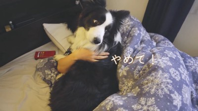 「お布団はぐのやめて！」