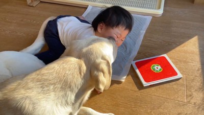 「ごめんね」とペロペロ