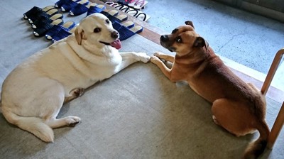 看板犬
