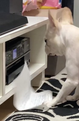 グシャッ！