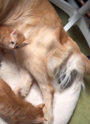 子猫のお世話をするのは…