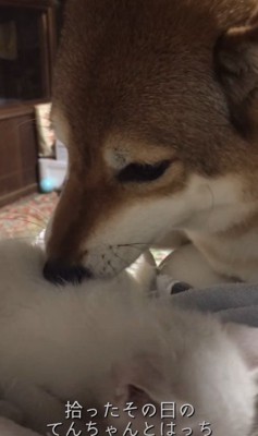 犬のてんちゃんが親代わりに!