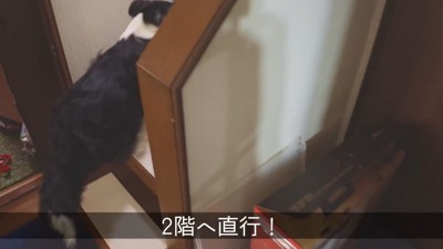 ダッシュでパパさんのもとへ