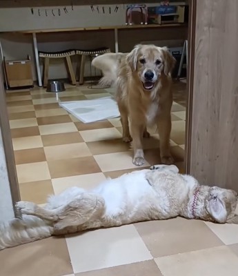 「通れへんやん…」