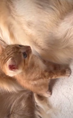 子猫たちもどるちゃんに心を許した