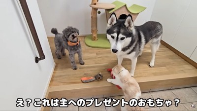 おもちゃが並んでいます