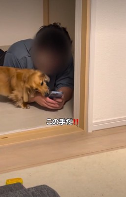 手を噛む犬