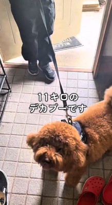 女の子にリードをひかれる犬
