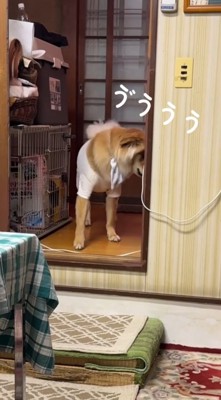 段差の前で小さく声をあげる犬