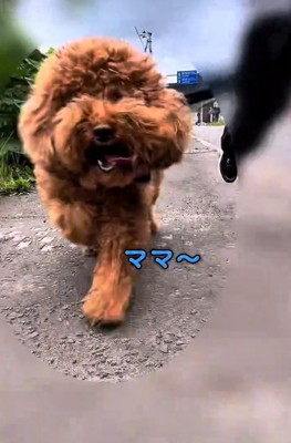 母親の方へ駆け寄ってくる犬