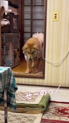 犬に「せーのっ」と言う飼い主