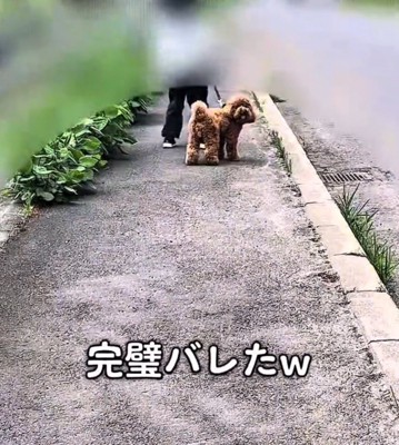 ふり返って母親と目が合った犬