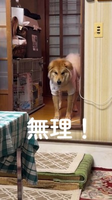 短く吠える犬