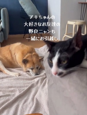 室内で寝そべる犬と猫