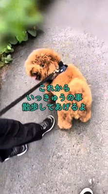 犬の散歩係を申し出る女の子