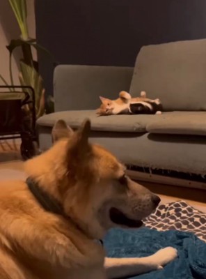 ソファの上でじゃれ合う猫たちと、近くでくつろぐ犬