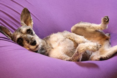 ソファでへそ天する犬