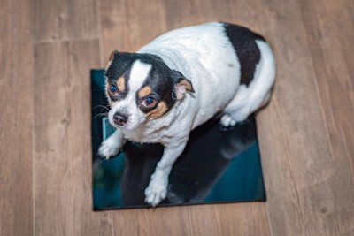 体重計に乗る犬