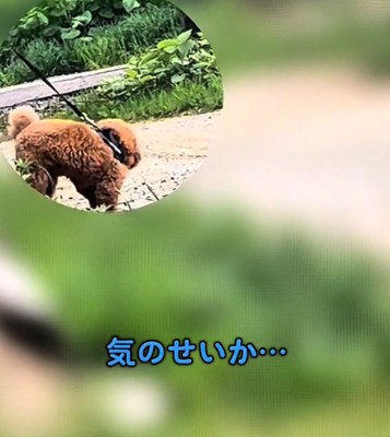散歩を再開する犬