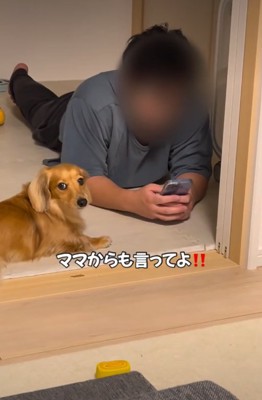 カメラ目線の犬