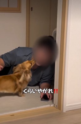顔をなめる犬2