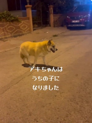 投稿者と一緒に外に出た犬