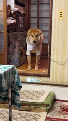 段差の前で飼い主を見つめる犬