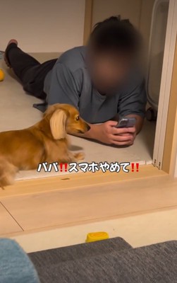 横向きの犬