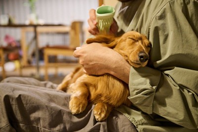 抱かれてリラックスしている犬