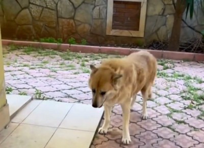タイルの上に立っている犬