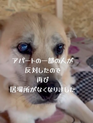 小屋の中で遠くを見つめる犬